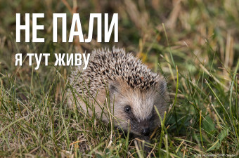 Вогонь проти природи: чому заборона спалювання рослинності рятує нашу планету